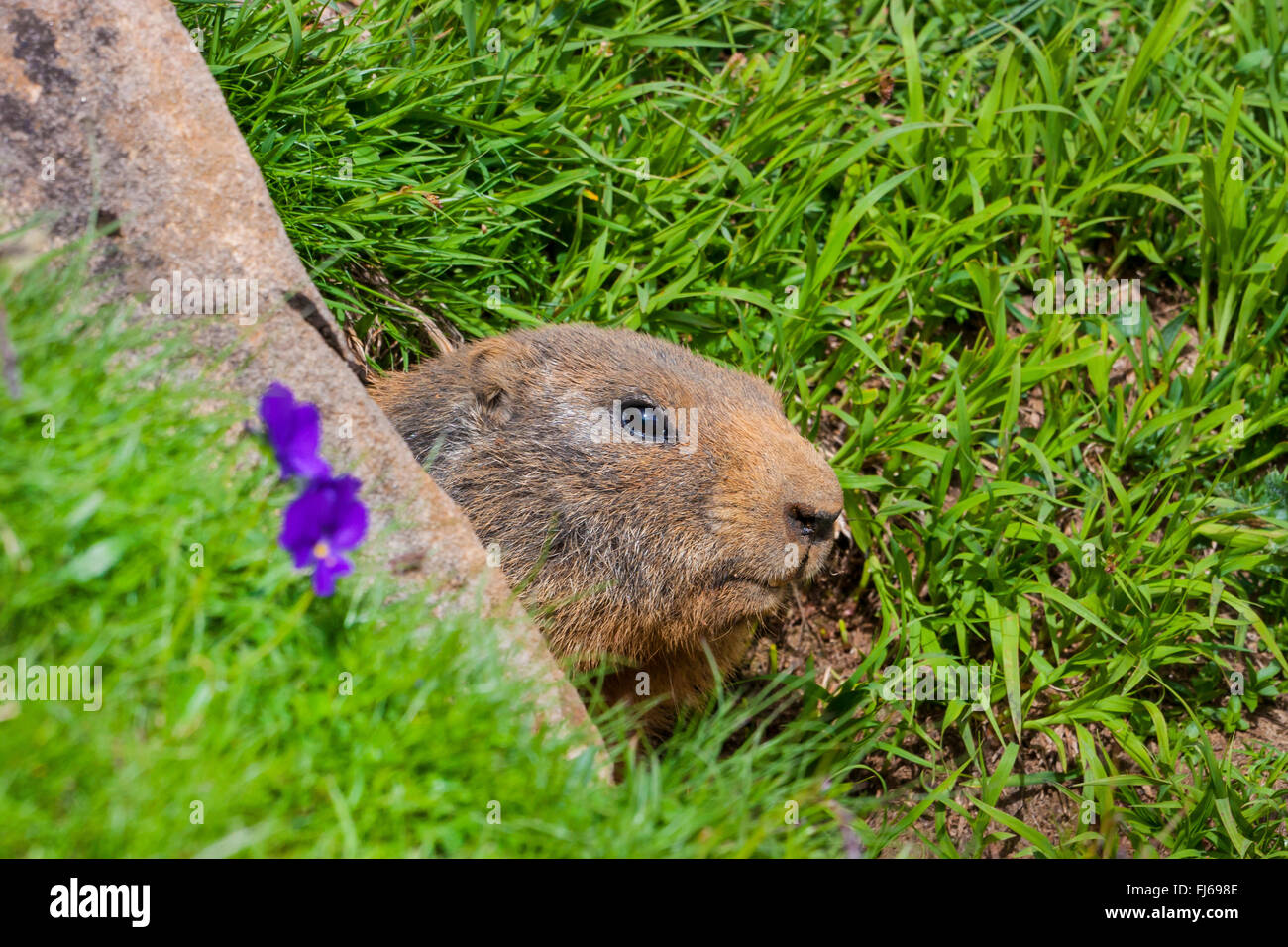 Alpine Murmeltier (Marmota Marmota), Blick seiner Höhle, Schweiz, Alpstein, Säntis Stockfoto