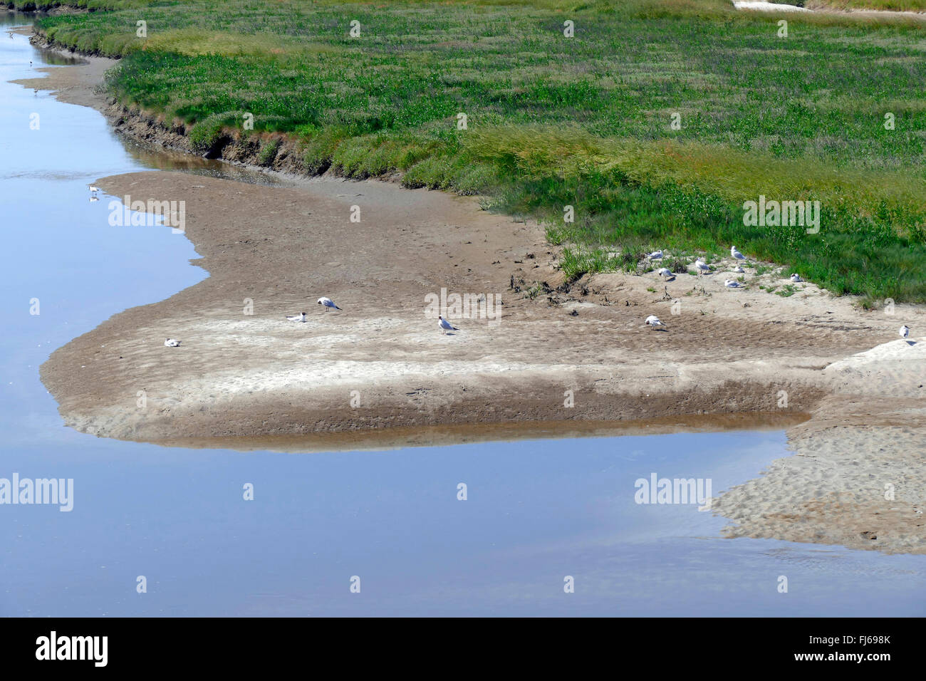 Salzwiesen und Tideway an der Nordseeküste, Deutschland, Schleswig-Holstein, Norden Frisia, Sankt Peter-Ording Stockfoto