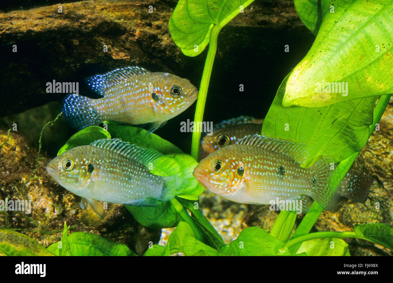 Lifalili cichlid Fotos und Bildmaterial in hoher Auflösung Alamy