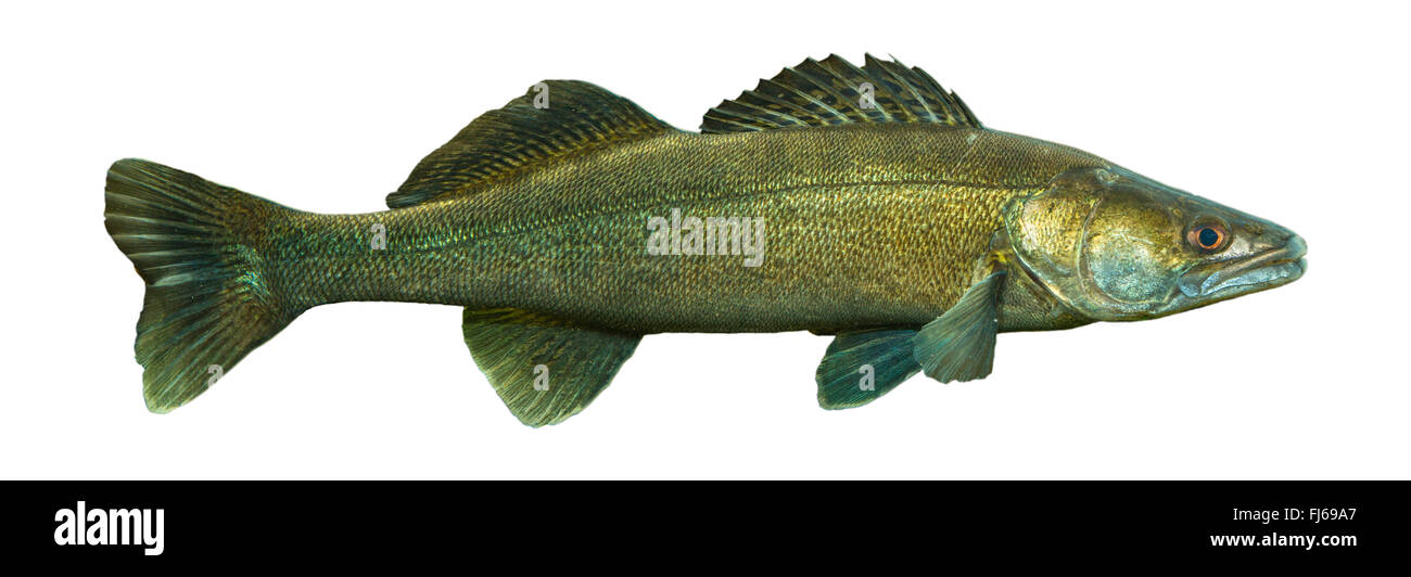 Zander, Zander (Stizostedion Lucioperca, Sander Lucioperca), Milkner, Ausschnitt, seitliche Ansicht Stockfoto