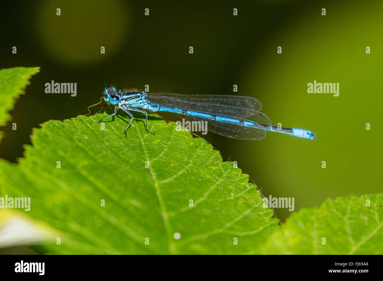 Gemeinsamen Coenagrion, Azure Damselfly (Coenagrion Puella), sitzt auf einem Blatt, Seitenansicht, Oberbayern, Oberbayern, Bayern, Deutschland Stockfoto