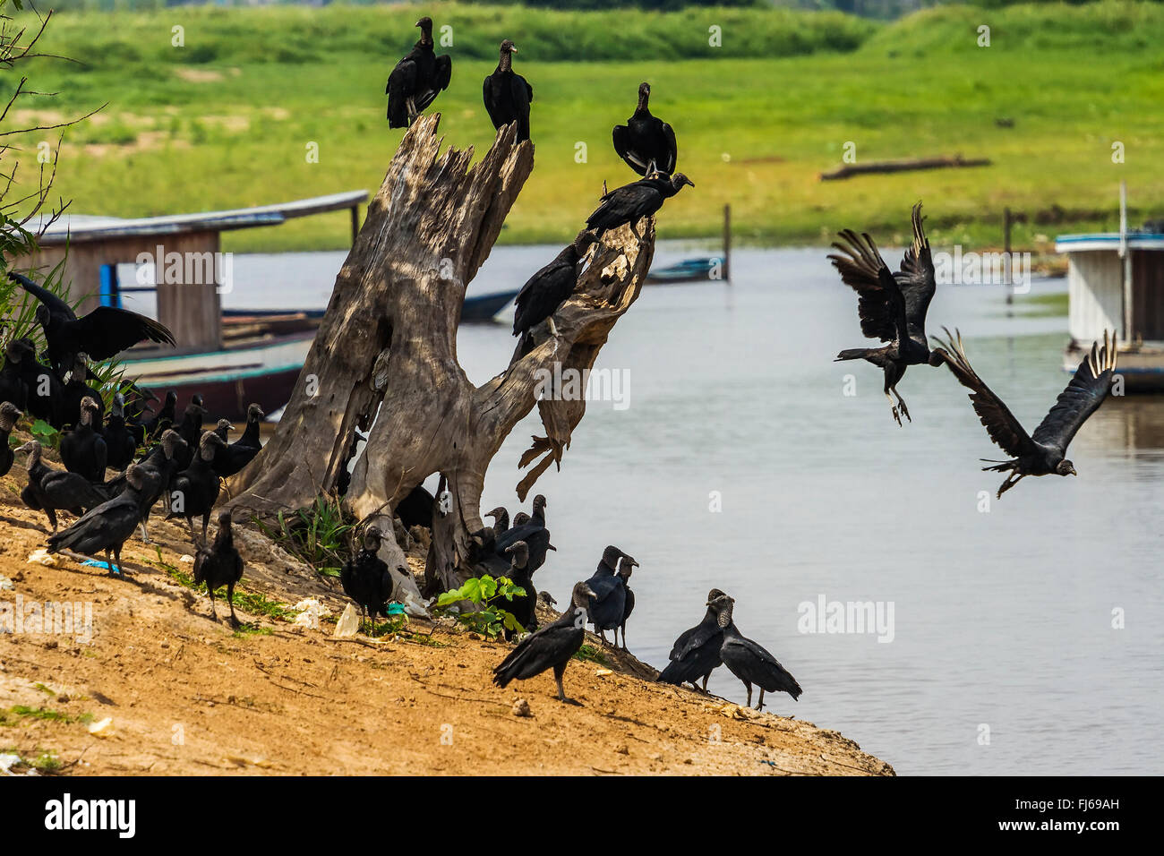 American Black Vulture (Coragyps Atratus) Santarém Brasilien Stockfoto