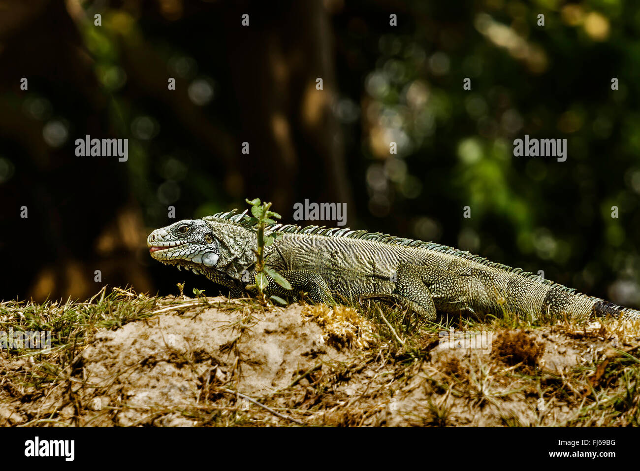 Leguan (Iguana (squamate Reptil) Jagd ließ River Bank Santarem, Brasilien Stockfoto