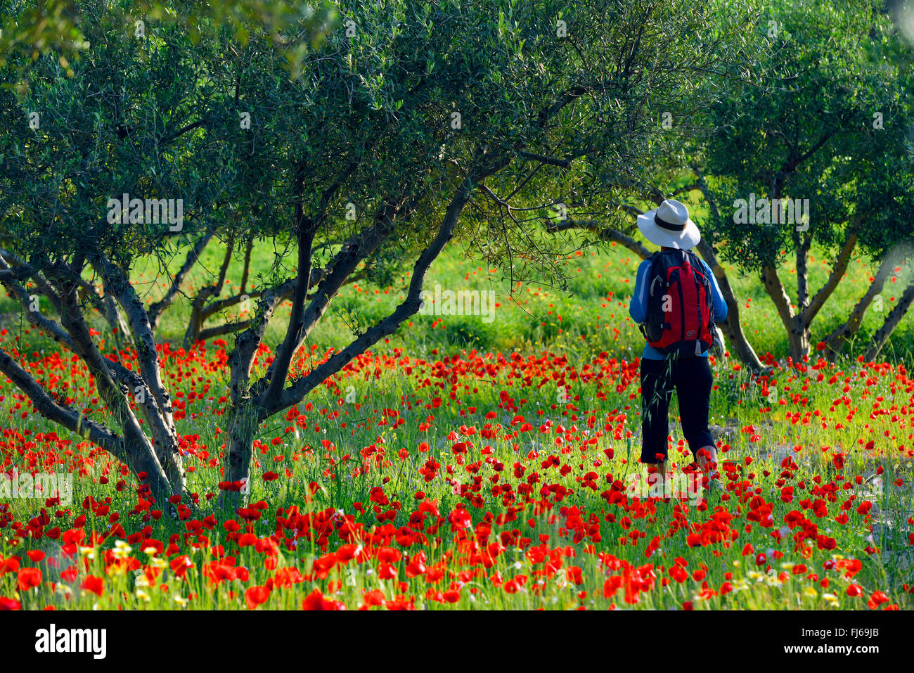 Gemeinsamen Mohn, Klatschmohn, roter Mohn (Papaver Rhoeas), weibliche Wanderer zu Fuß in einer blühenden roten Mohn Wiese im regionalen Natur Park Luberon, Frankreich, Provence Stockfoto