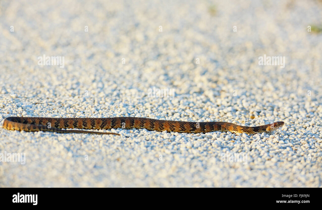 Gebänderten Wasserschlange (Nerodia Fasciata), kriecht auf Sand, USA, Florida, Merritt Island Stockfoto