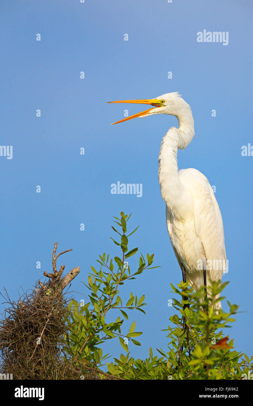 Silberreiher, Silberreiher (Egretta Alba, Casmerodius Albus, Ardea Alba), steht auf einem Baum aufrufen, USA, Florida, Merritt Island Stockfoto