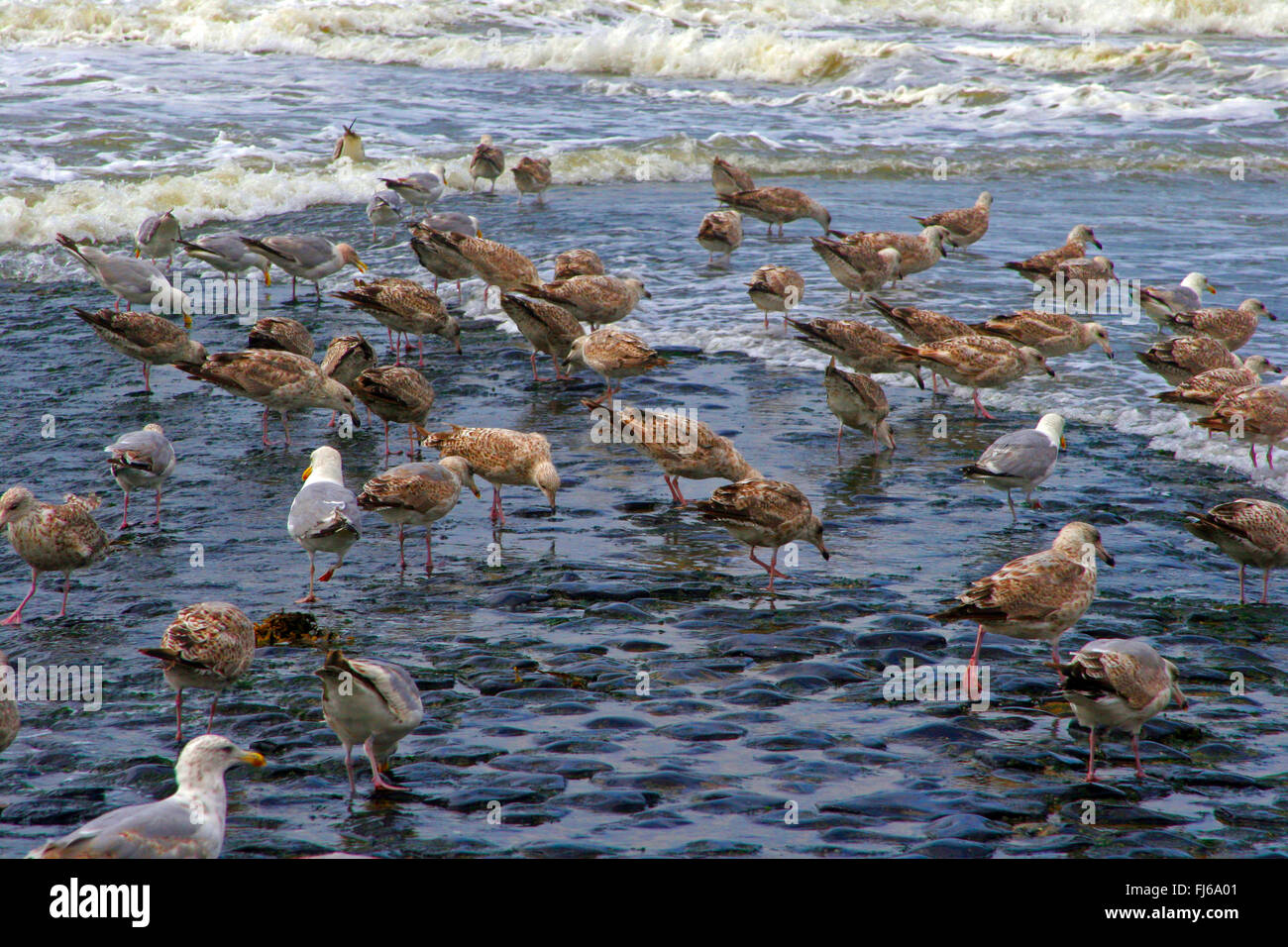 Silbermöwe (Larus Argentatus), Möwen unreifen Hering an der niederländischen Nordseeküste, Niederlande Stockfoto