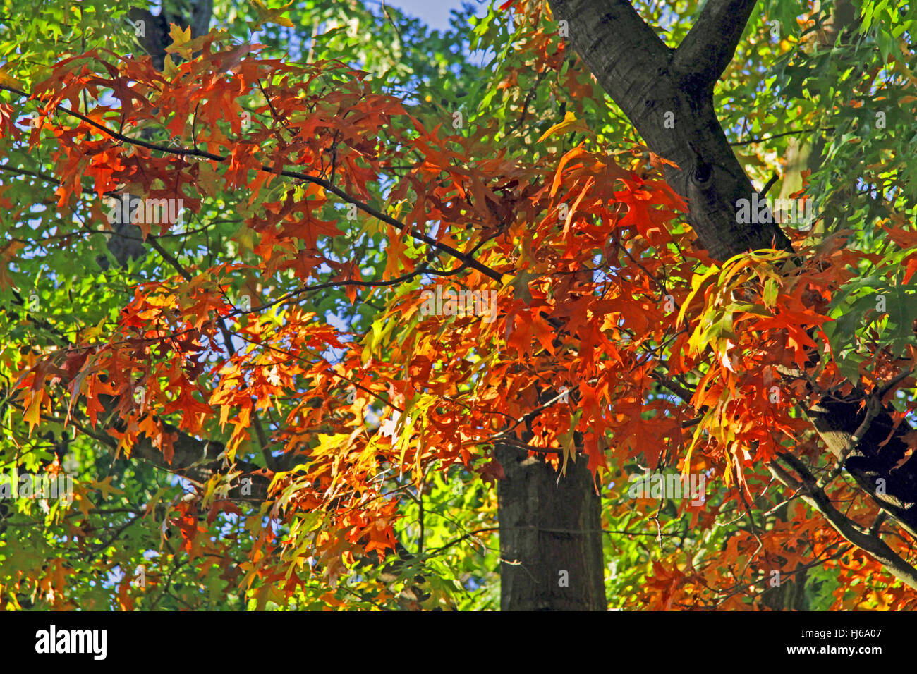 PIN-Eiche (Quercus Palustris), verlässt Zweig mit Herbste Stockfoto