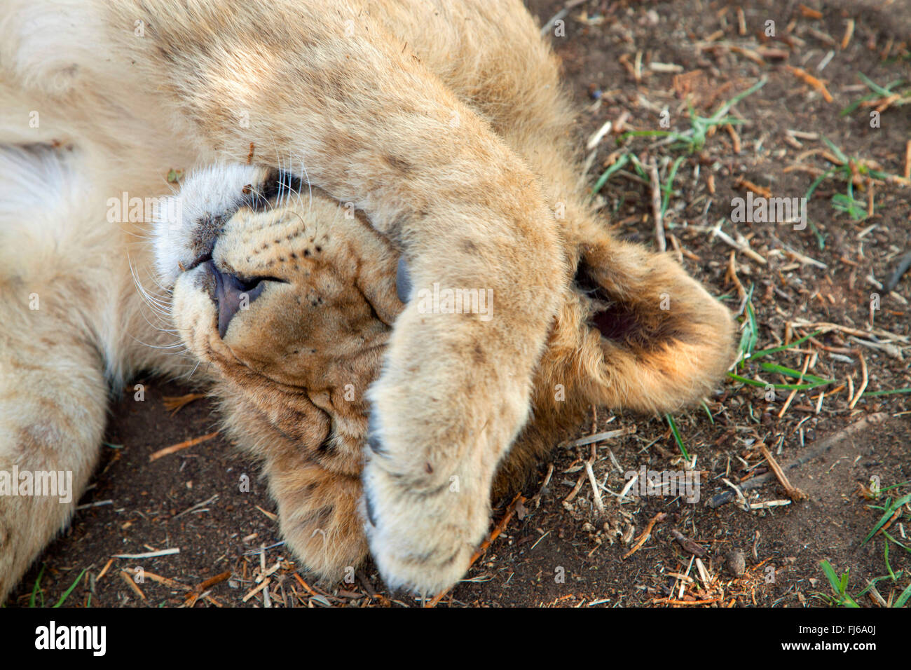 Löwe (Panthera Leo), Löwenjunges, liegend auf dem Boden und Rubing seine Augen, Porträt, Südafrika Stockfoto