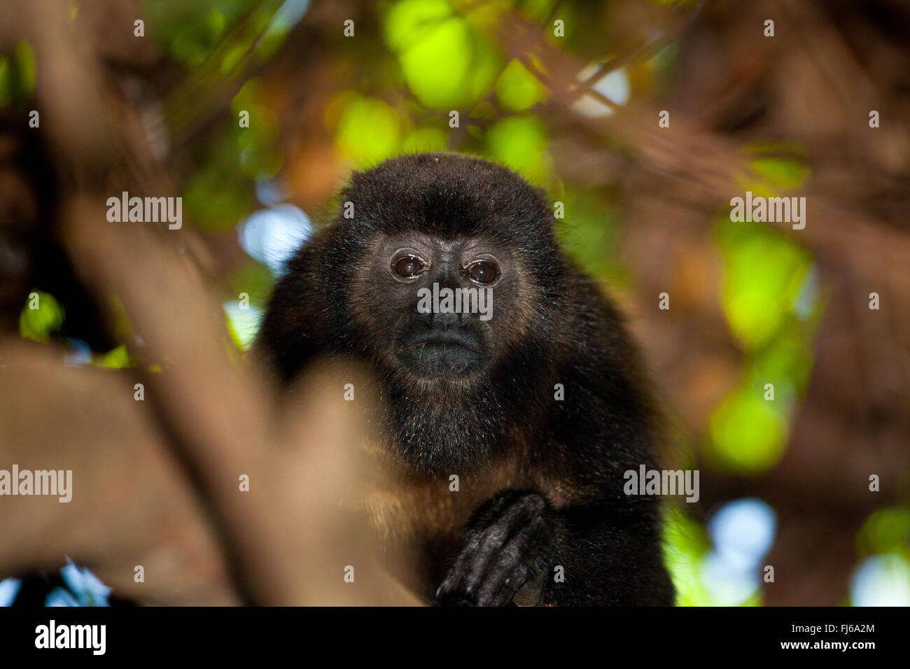 Coiba Howler Monkey, Alouatta coibensis, im Regenwald im Coiba-Nationalpark, Pazifik, Provinz Veraguas, Republik Panama Stockfoto