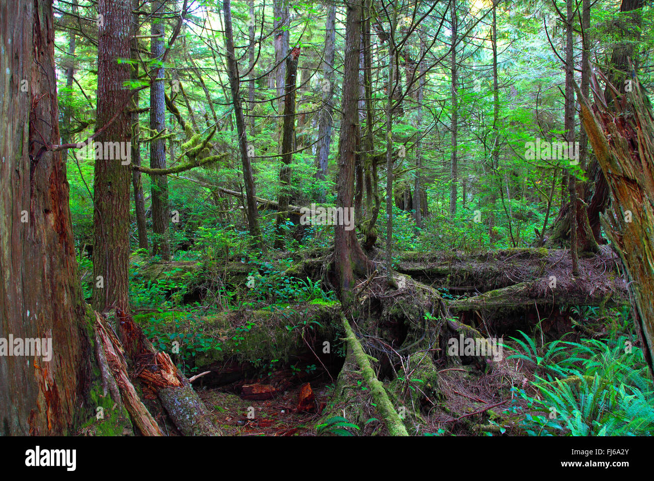 natives Regen Küstenwald im Pacific Rim National Park, Kanada, British Columbia, Vancouver Island, Ucluelet Stockfoto