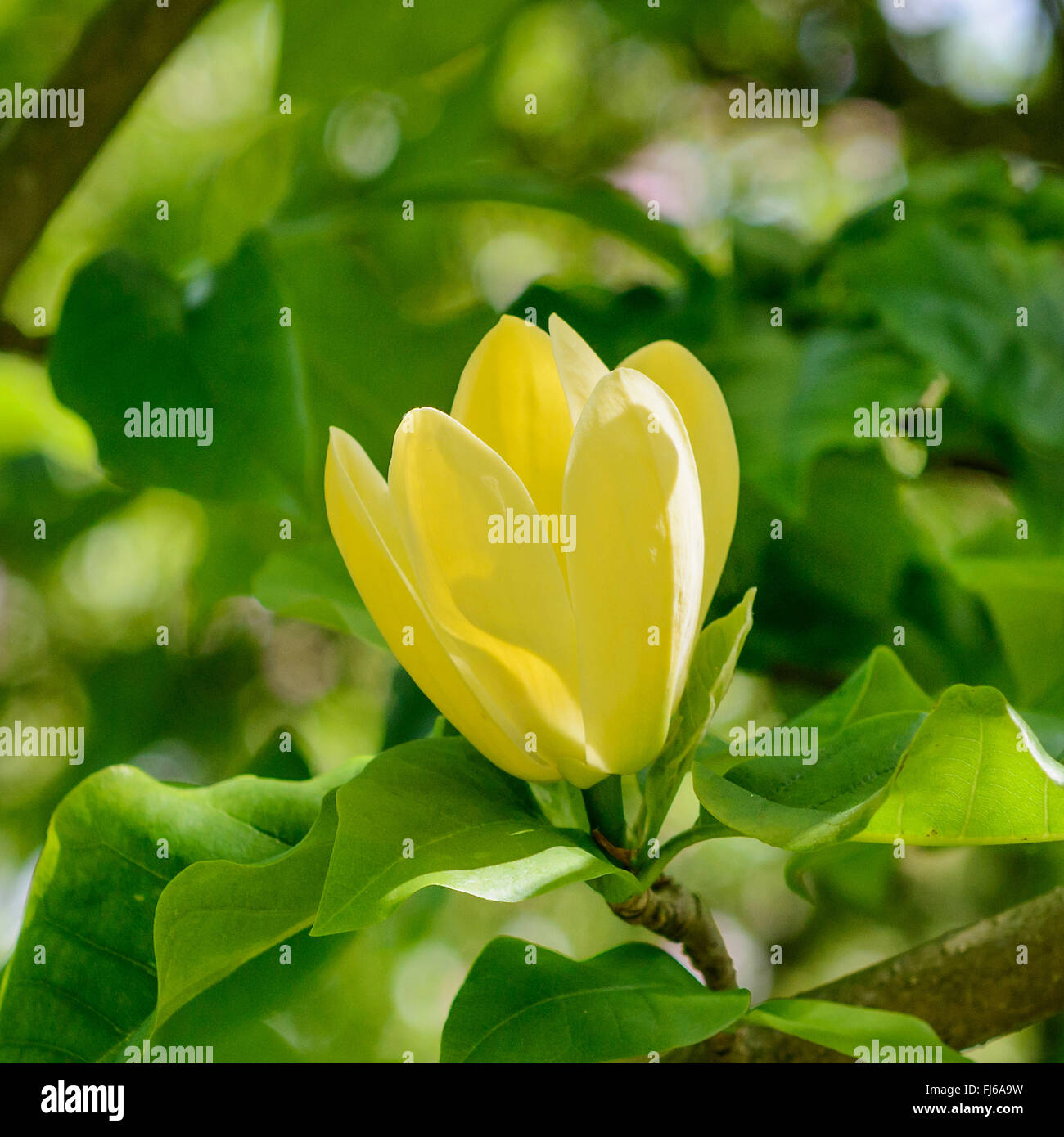 Magnolie (Magnolia X brooklynensis "Yellow Bird", Magnolia X brooklynensis Yellow Bird), Blume der Sorte gelber Vogel Stockfoto