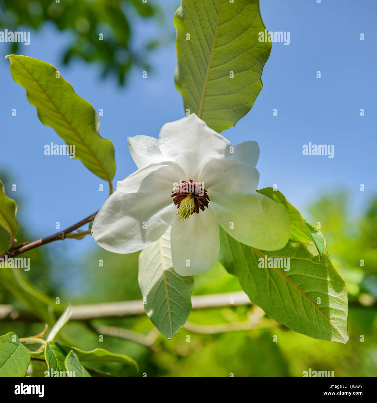 Wilsons Magnolie (Magnolia Wilsonii), Blume, Vereinigtes Königreich Stockfoto