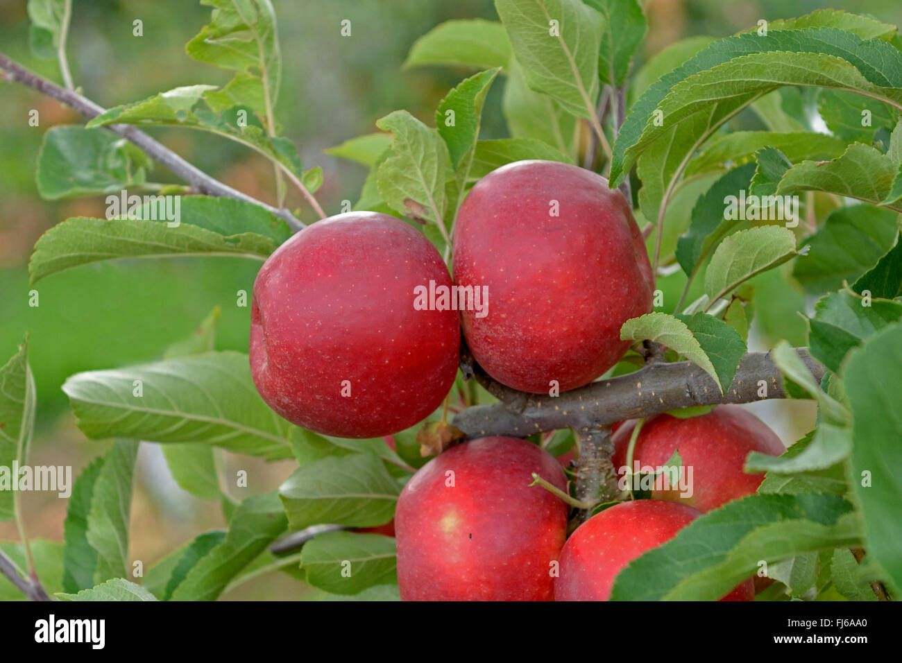 Apfelbaum (Malus Domestica 'Elstar van der Grift', Malus Domestica Elstar van der Grift), Aplles auf einem Baum, Sorte Elstar van der Grift, Deutschland Stockfoto