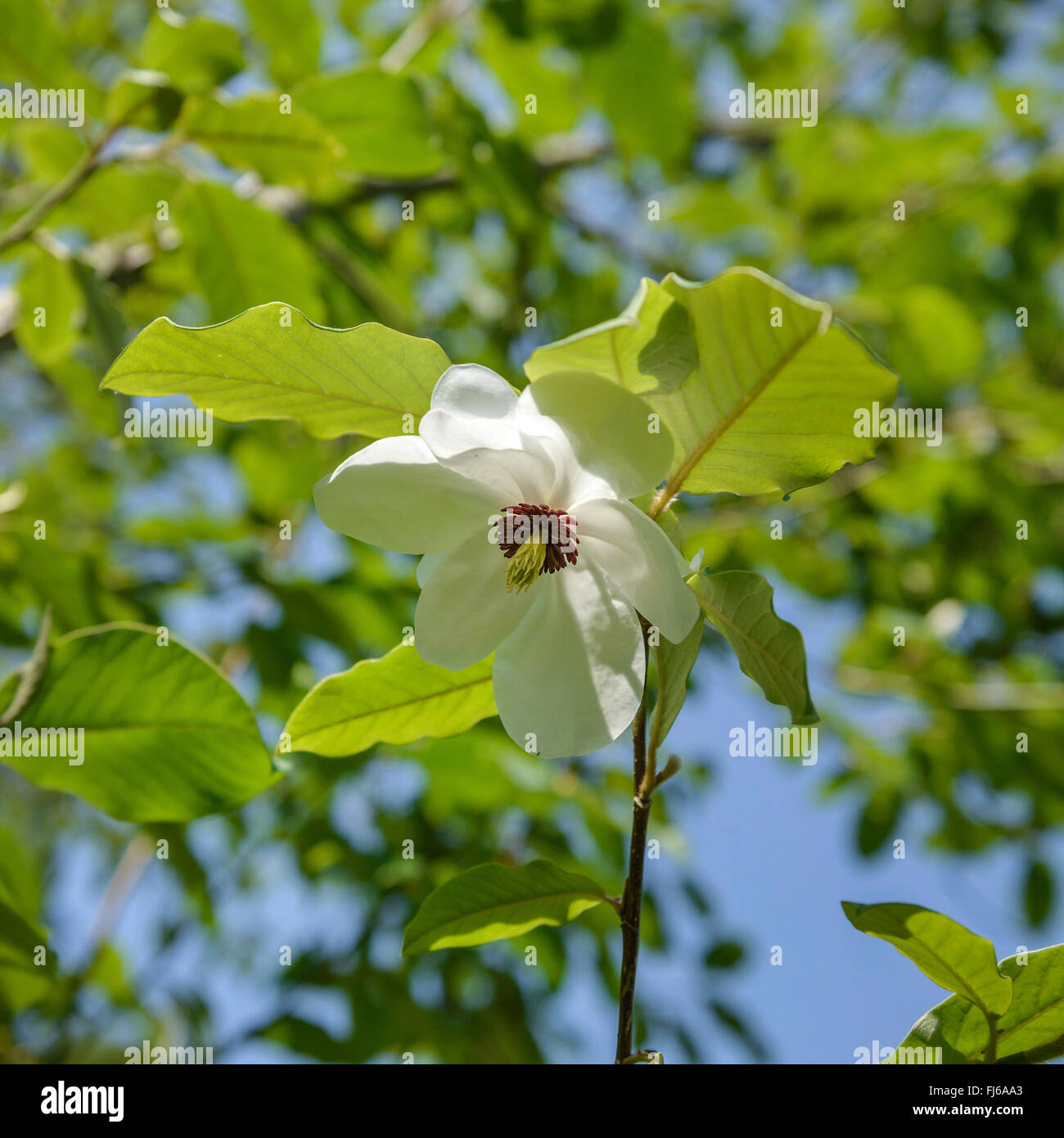 Wilsons Magnolie (Magnolia Wilsonii), Blume, Vereinigtes Königreich Stockfoto