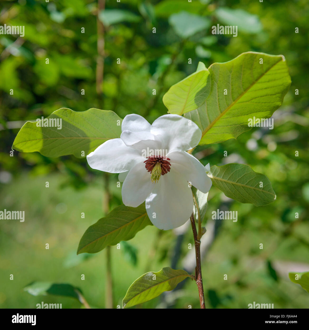 Wilsons Magnolie (Magnolia Wilsonii), Blume, Vereinigtes Königreich, England Stockfoto