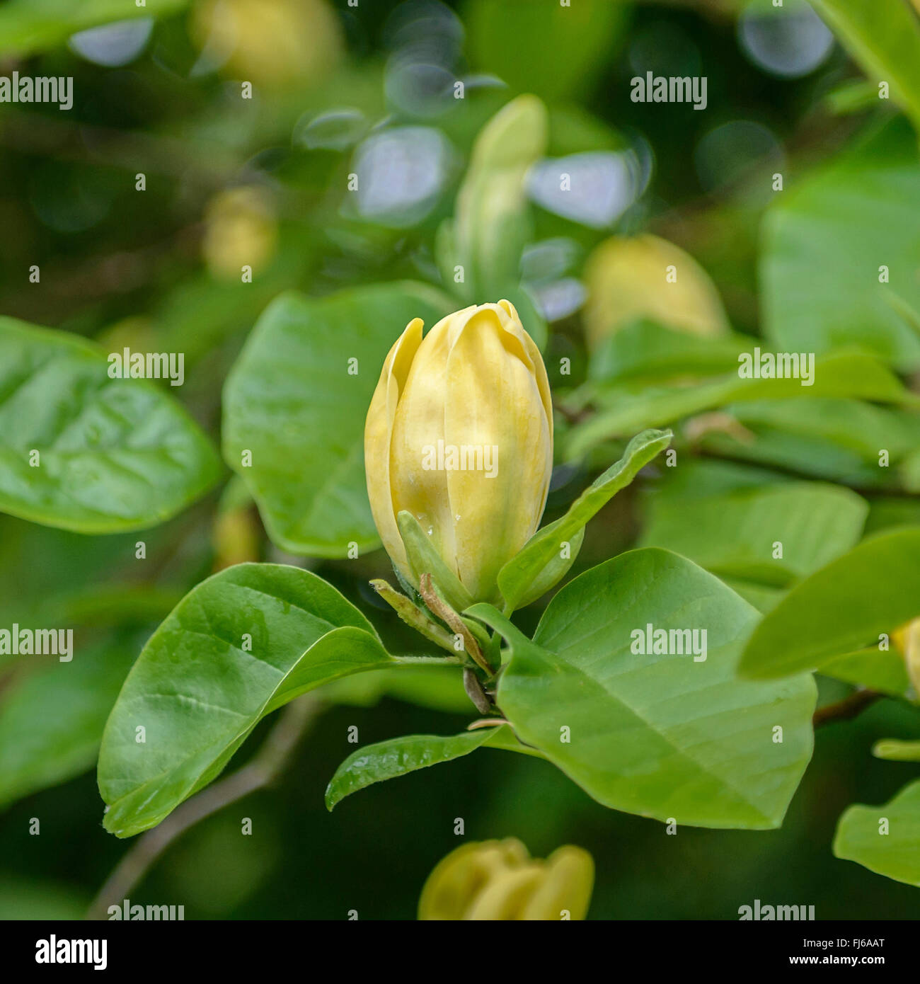 Magnolie, Gurke Baum (Magnolia Acuminata 'Moegi Dori", Magnolia Acuminata Moegi Dori), Flowerd Sorte Moegi Dori Stockfoto