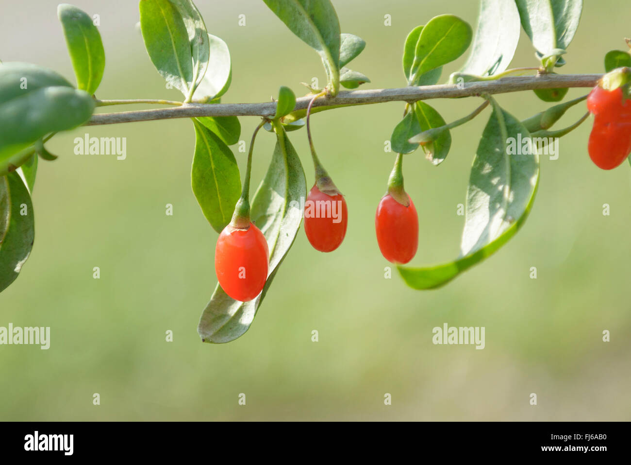 Chinesische Wolfsbeere, gemeinsame Matrimony Vine, Wolfsbeere, (Lycium Barbarum 'Turgidus', Lycium Barbarum Turgidus), Goji-Beeren der Sorte Turgidus, Deutschland Stockfoto