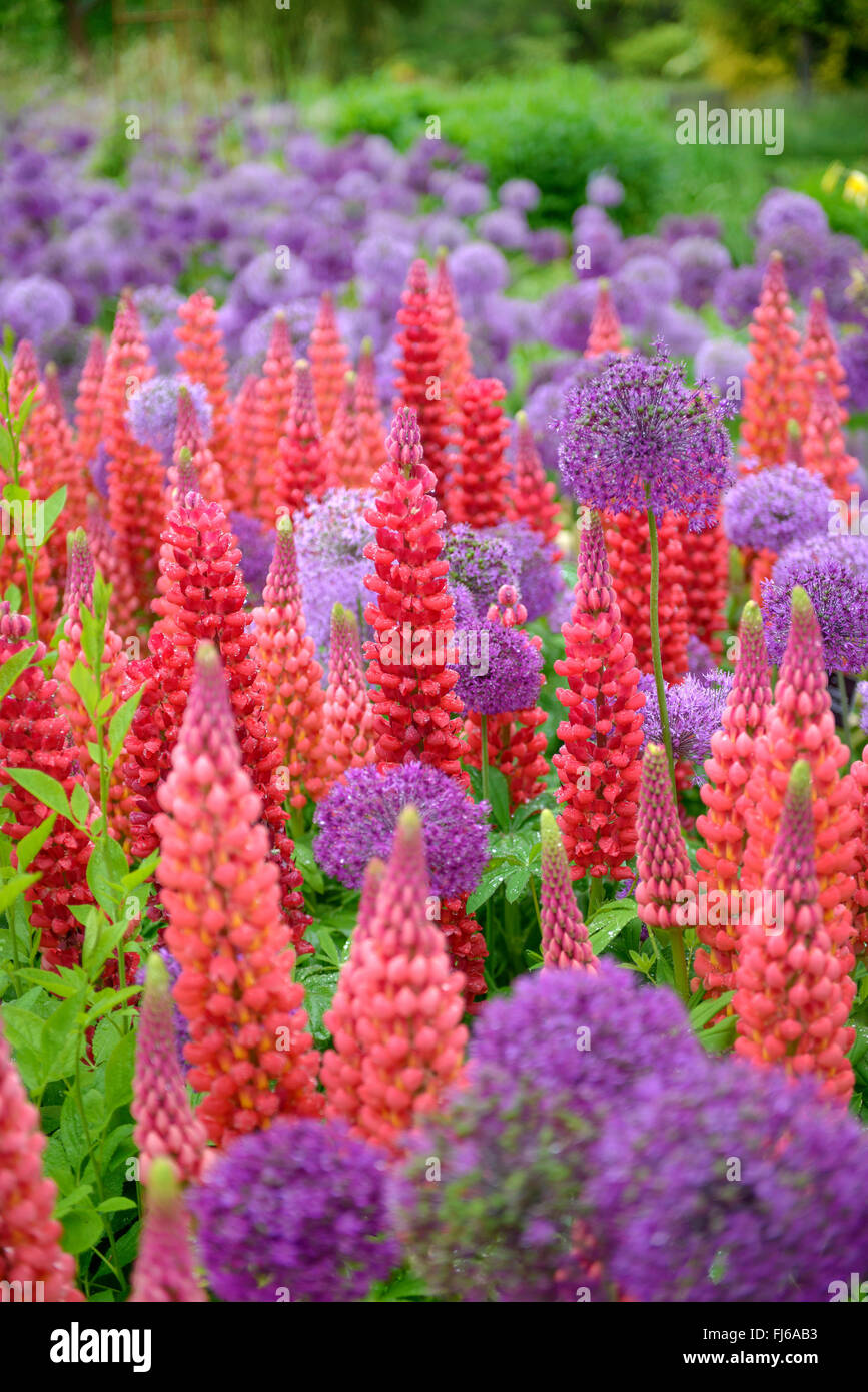 unten Lupine, n-leaved lupine, Garten-Lupine (Lupinus Polyphyllus), blühen in Differenz Farben, zusammen mit Allium Aflatunense, Deutschland Stockfoto