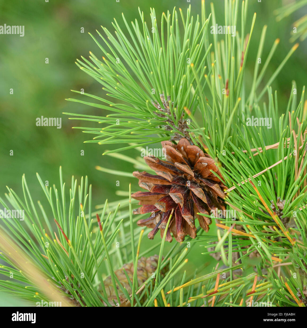 Japanische Schwarzkiefer (Pinus Thunbergii), Zweig mit Zapfen, Japan Honshu Stockfoto