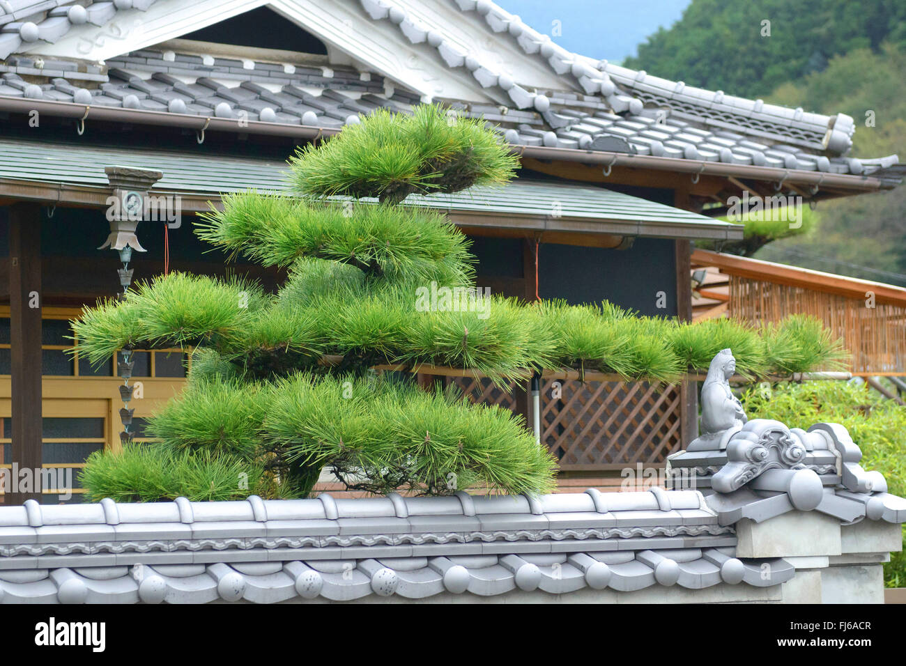 Japanische Schwarzkiefer (Pinus Thunbergii), vor einem Haus, Nara, Super Rindo Forststrasse, Honshu, Japan Stockfoto
