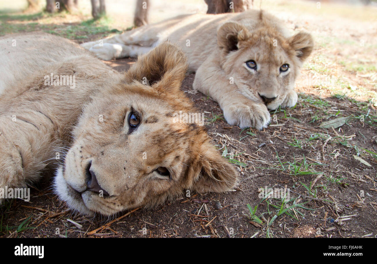 Löwe (Panthera Leo), zwei Löwenbabys liegen im Schatten auf dem Boden, Südafrika Stockfoto