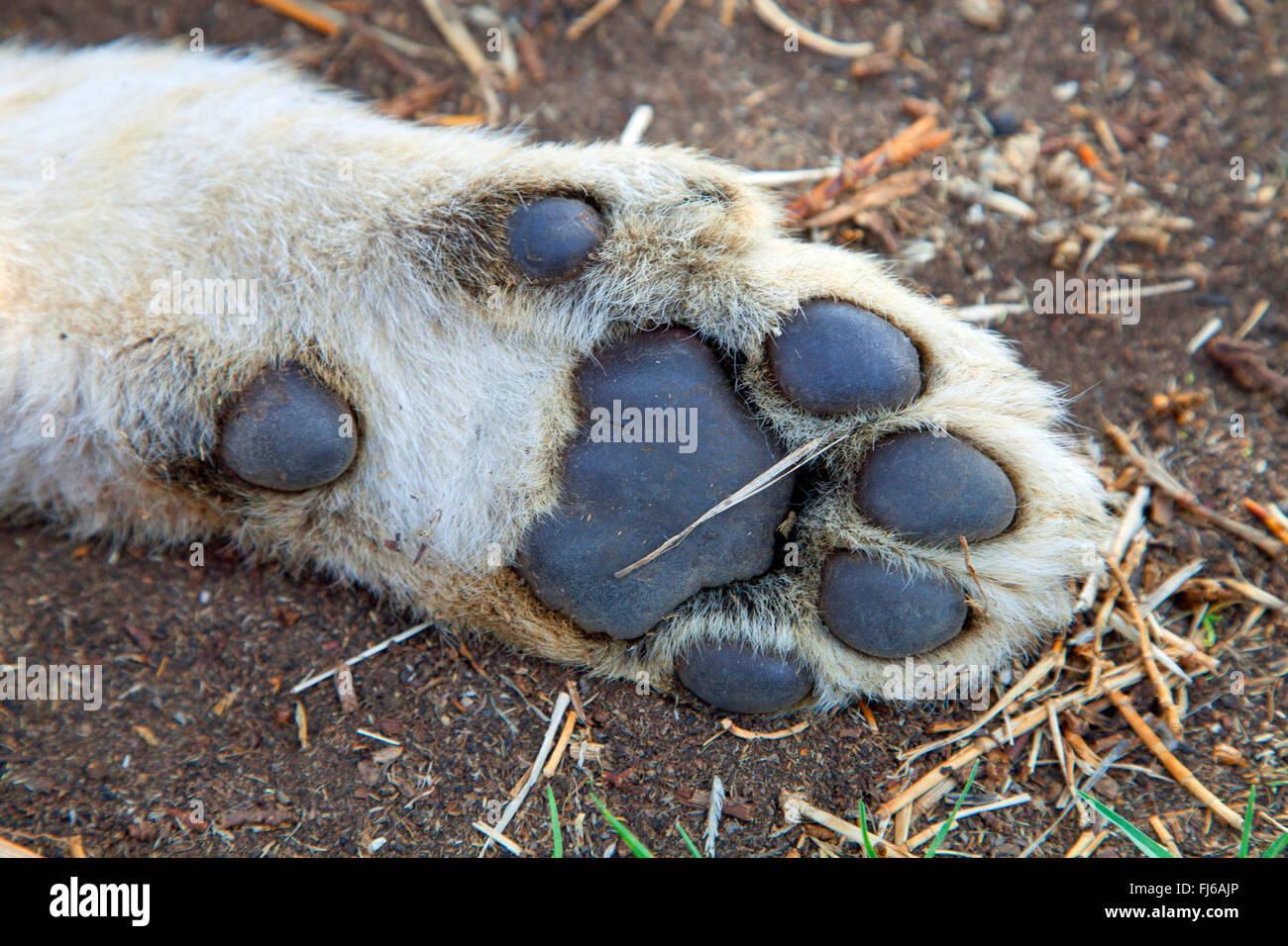 Löwe (Panthera Leo), Löwenjunges, unten von einem Löwen Fuß, Südafrika Stockfoto