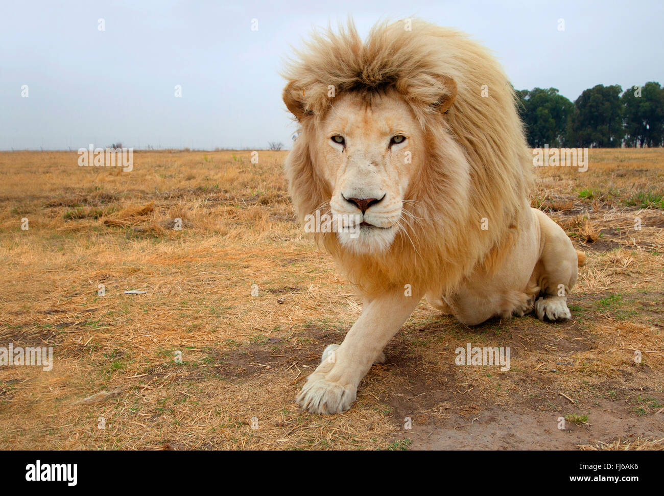 Löwe (Panthera Leo), weißer Löwe, Südafrika sitzen Stockfoto