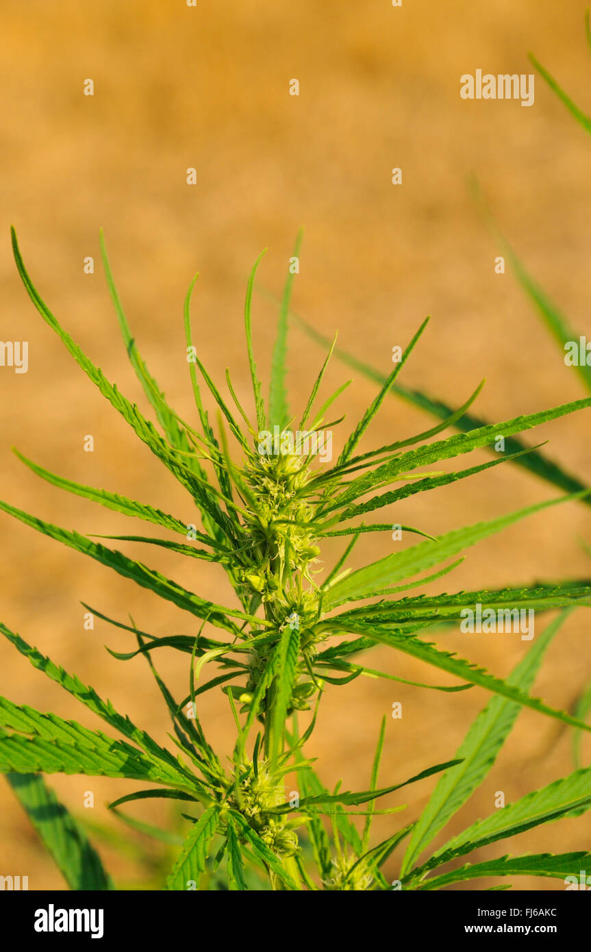 Indischer Hanf, Marihuana, Mary Jane (Cannabis Sativa), Hanfpflanze, weiblicher Blütenstand, Castrop-Rauxel, Ruhrgebiet, Nordrhein-Westfalen, Deutschland Stockfoto