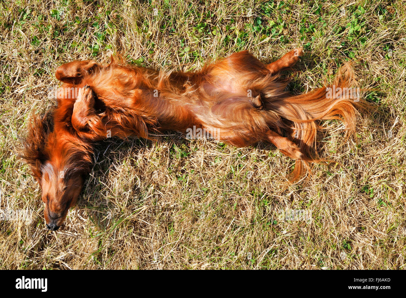 Langhaar Dackel Langhaar Dackel, Haushund (Canis Lupus F. Familiaris), Langhaar Dackel auf der Rückseite auf einer Wiese liegen und Sonnenbaden Stockfoto
