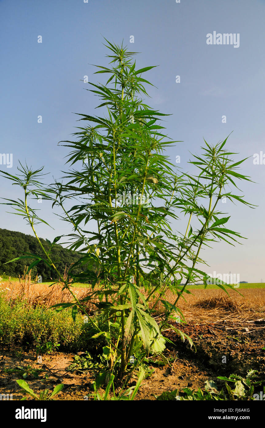 Hanf Pflanze Auf Einem Feld Stockfotos und bilder Kaufen Alamy Hanf Pflanze Auf Einem Feld Stockfotos und bilder Kaufen Alamy