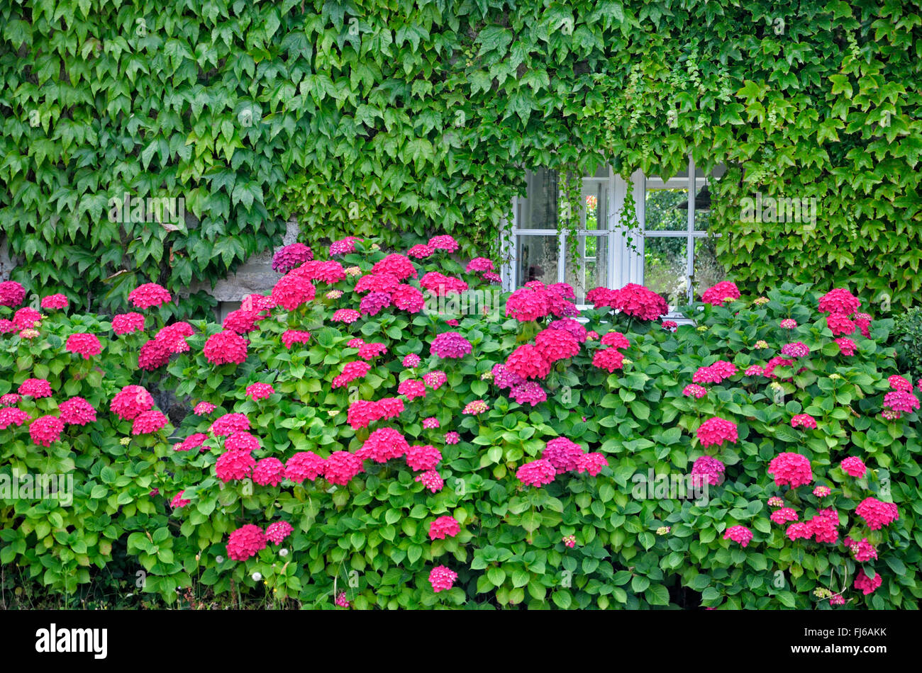Garten Hortensien, spitze Kappe Hortensie (Hydrangea macrophylla), blühende Hortensias vor einer bewachsenen Haus, Frankreich, Bretagne, DÚpartement C¶ tes-dAEArmor, PlÚneuf - Val-Andr Ú Stockfoto