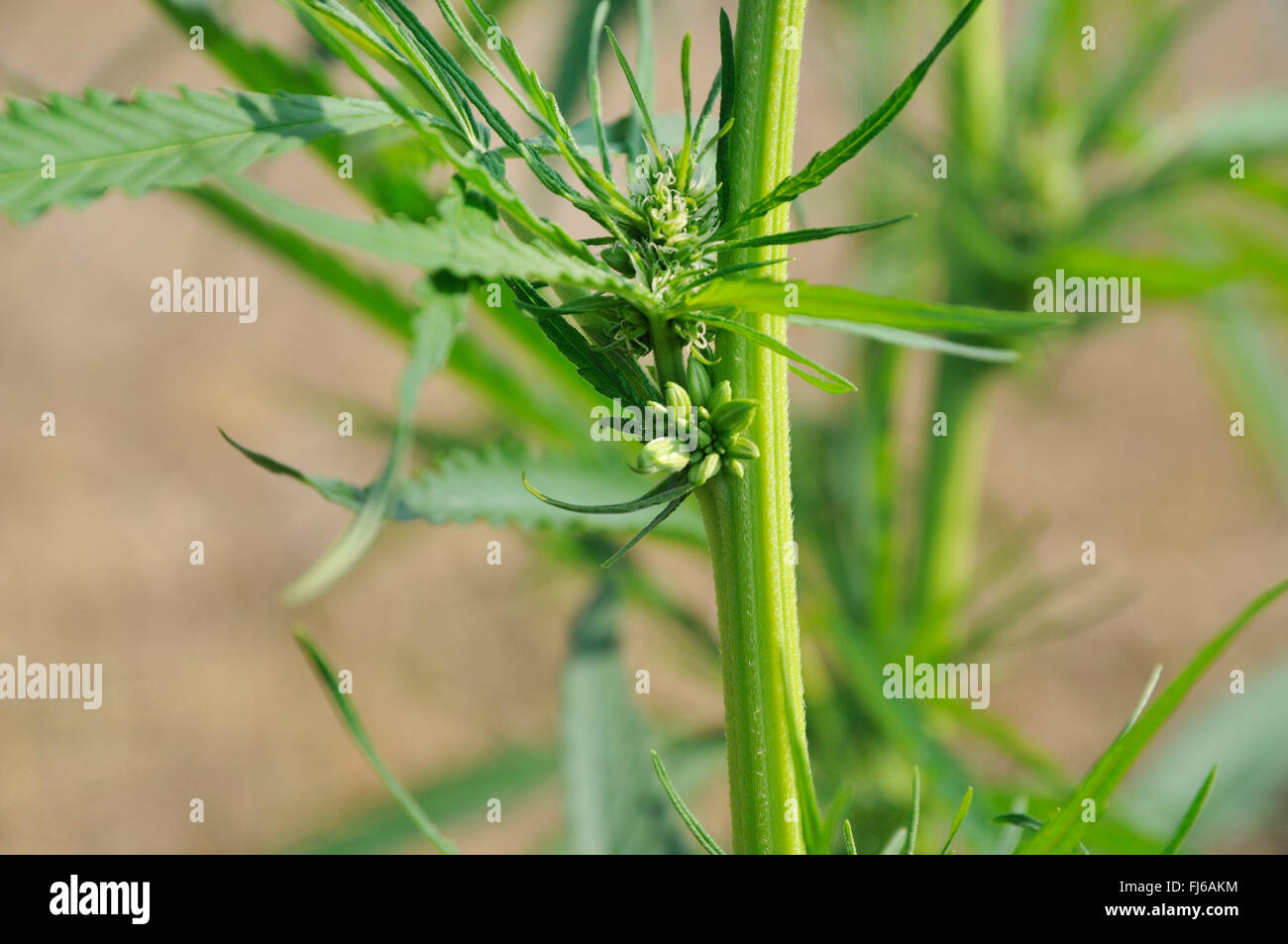 Indischer Hanf, Marihuana, Mary Jane (Cannabis Sativa), Hanfpflanze, weiblicher Blütenstand, Castrop-Rauxel, Ruhrgebiet, Nordrhein-Westfalen, Deutschland Stockfoto