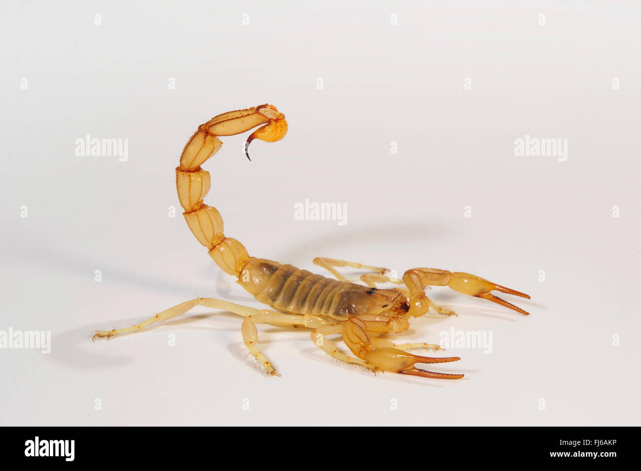 Fattailed Skorpion, Fett-tailed Skorpion, afrikanische Fett-tailed Skorpion (Androctonus Amoreuxi) Verteidigung Haltung Stockfoto