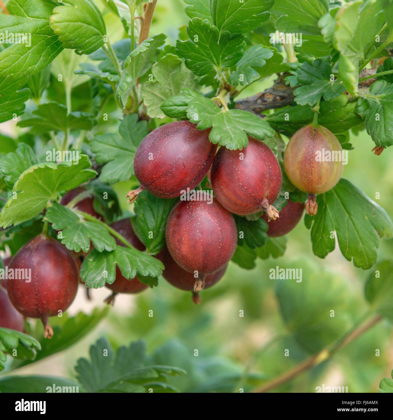 wilde Stachelbeere, europäischen Stachelbeere (Ribes Uva-Crispa 'Redeva', Ribes Uva-Crispa Redeva), Sorte Redeva Stockfoto