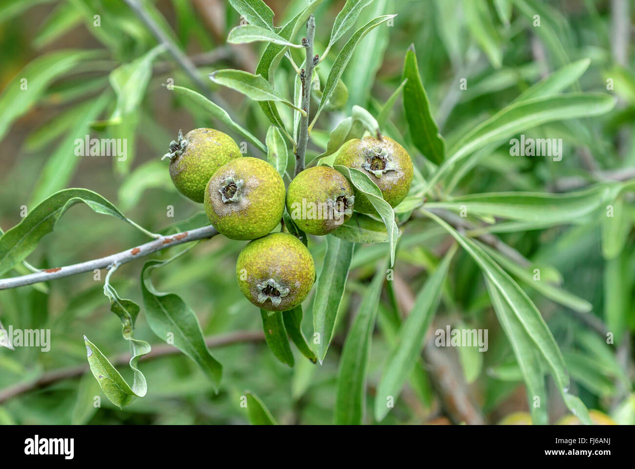 Willow-leaved Birne, Willow Endivie Birne, Willowleaf Birne, weinend Birne (Pyrus Salicifolia), Zweig mit Früchten Stockfoto