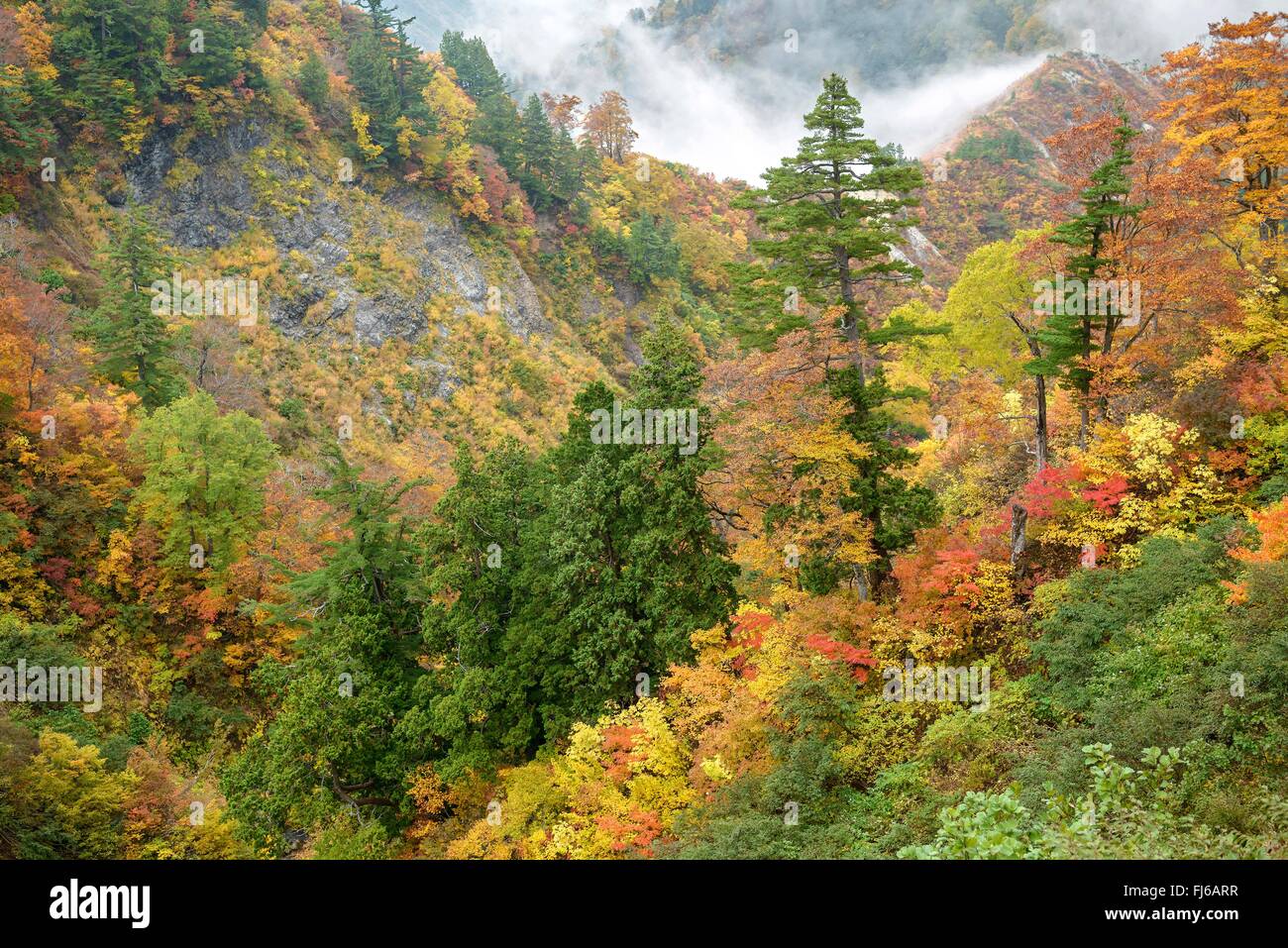 Japanische weiße Kiefer (Pinus Parviflora), in einem Autum Wald, Japan Honshu, Hakusan Nationalpark Stockfoto