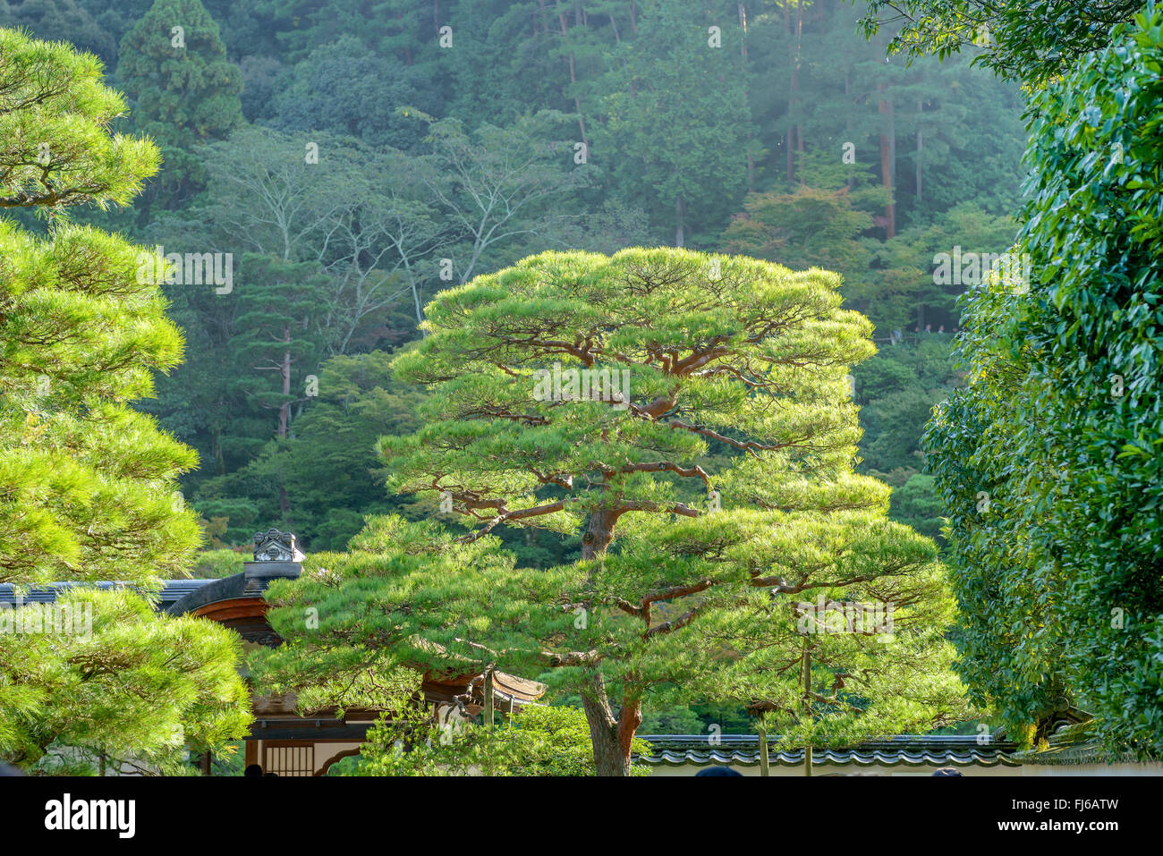 Japanische rot-Kiefer (Pinus Densiflora), Japan, Honshu, Kyoto Stockfoto