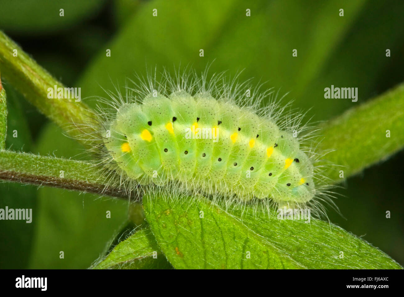 New Forest Burnet (Zygaena Viciae Zygaena Meliloti, Thermophila Meliloti, Anthrocera Meliloti, Sphinx Meliloti), Raupe auf einem Blatt, Deutschland Stockfoto