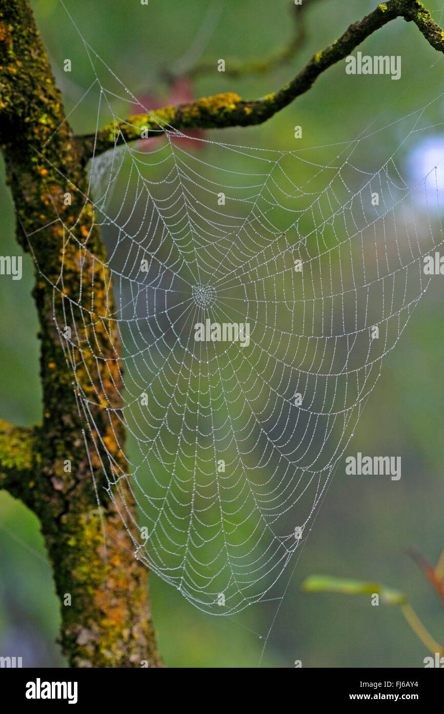 Spiderweg mit Morgentau, Deutschland Stockfoto