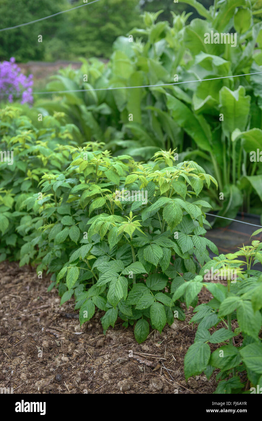 Himbeere (Rubus Idaeus), jungen Spalier Himbeeren, Niederlande Stockfoto