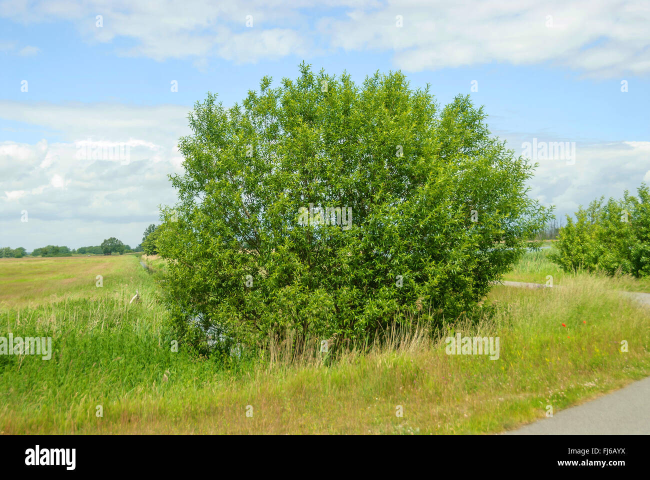 gemeinsamen Korbweide (Salix Viminalis), auf einer Strecke, Deutschland, Mecklenburg-Vorpommern Stockfoto