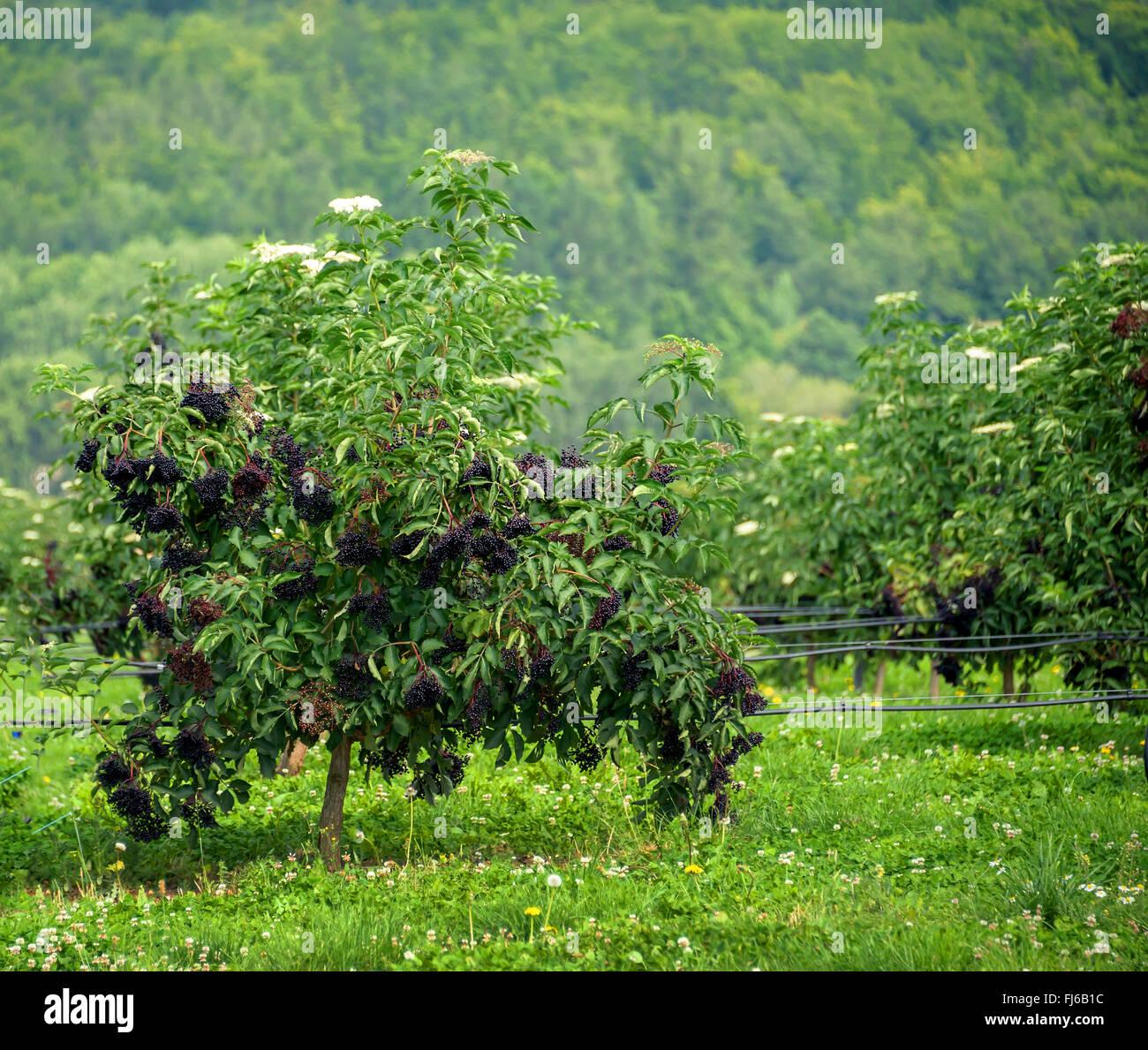 Europäischen schwarzen Holunder, Holunder, gemeinsame Holunder (Sambucus Nigra 'Haschberg', Sambucus Nigra Haschberg), fruchttragenden Busch, Sorte Haschberg, Deutschland Stockfoto