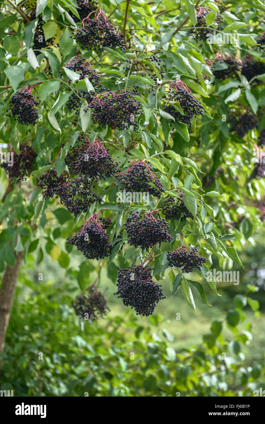 Europäischen schwarzen Holunder, Holunder, gemeinsame Holunder (Sambucus Nigra), Fruchtbildung Busch, Deutschland Stockfoto