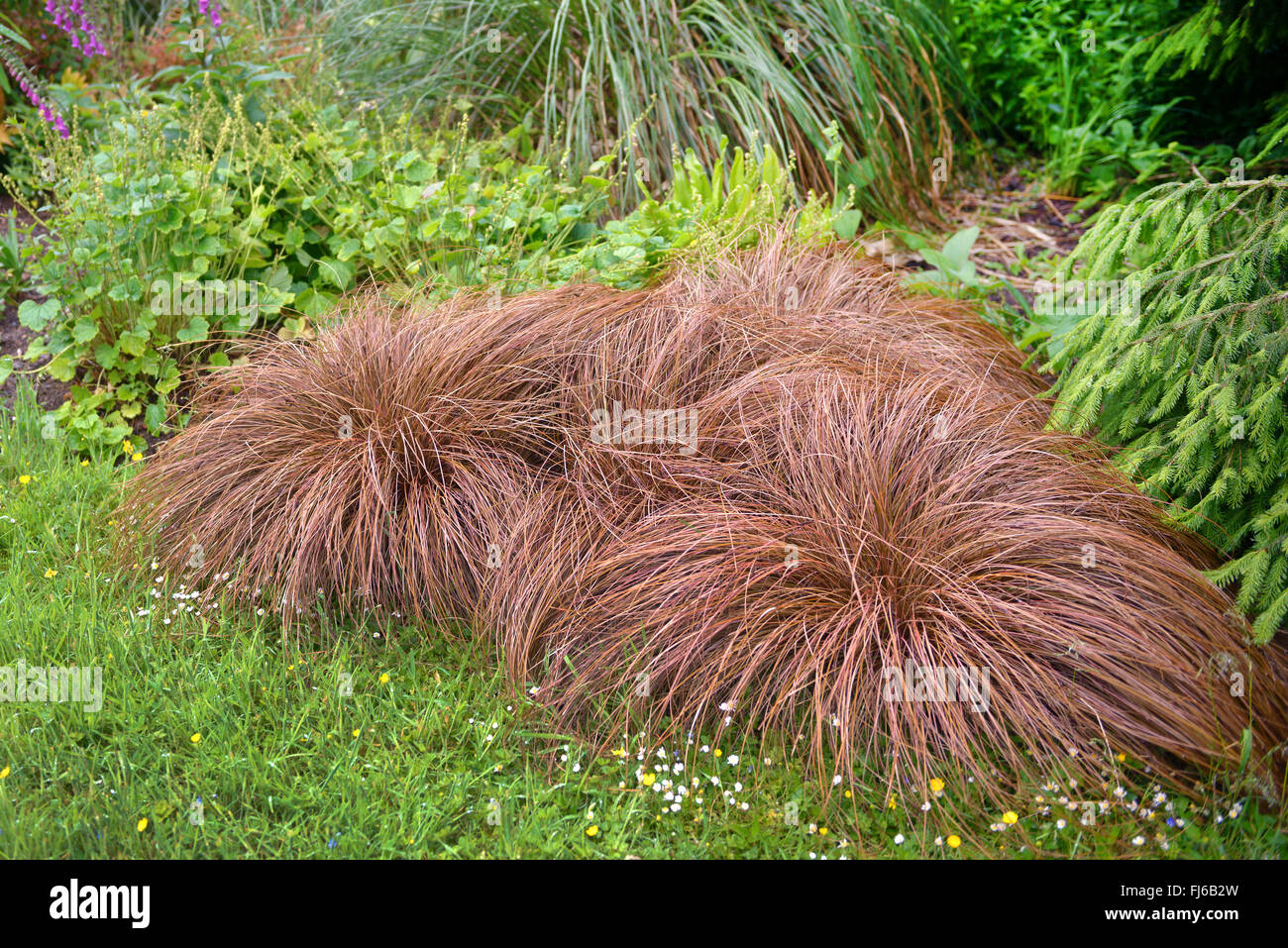 Neuseeland-Segge (Carex comans 'Bronze Form', Carex comans Bronze Form), Sorte Bronze Form, Vereinigtes Königreich, England Stockfoto