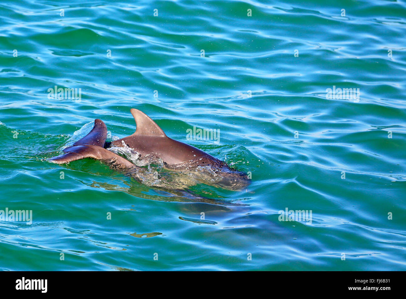 Bottlenosed Delphin, gemeiner Flasche – Nosed Delfin (Tursiops Truncatus), Schwimmen, USA, Florida, Fort De Soto Stockfoto