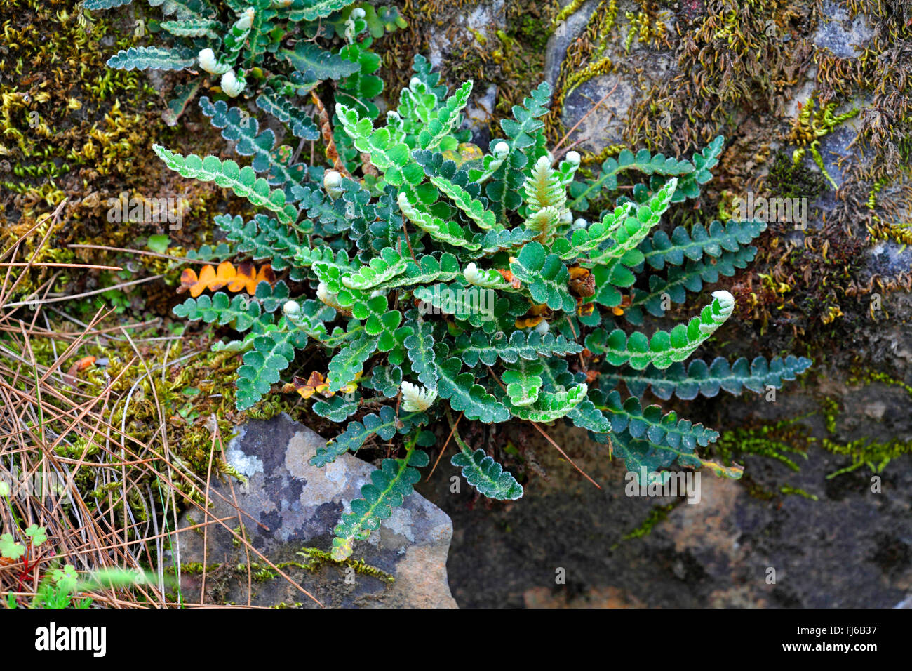 Gemeinsamen Spleenwort, Rustyback (Asplenium Ceterach, Ceterach Officinarum), zwischen bemoosten Felsen, Griechenland, Lesbos Stockfoto
