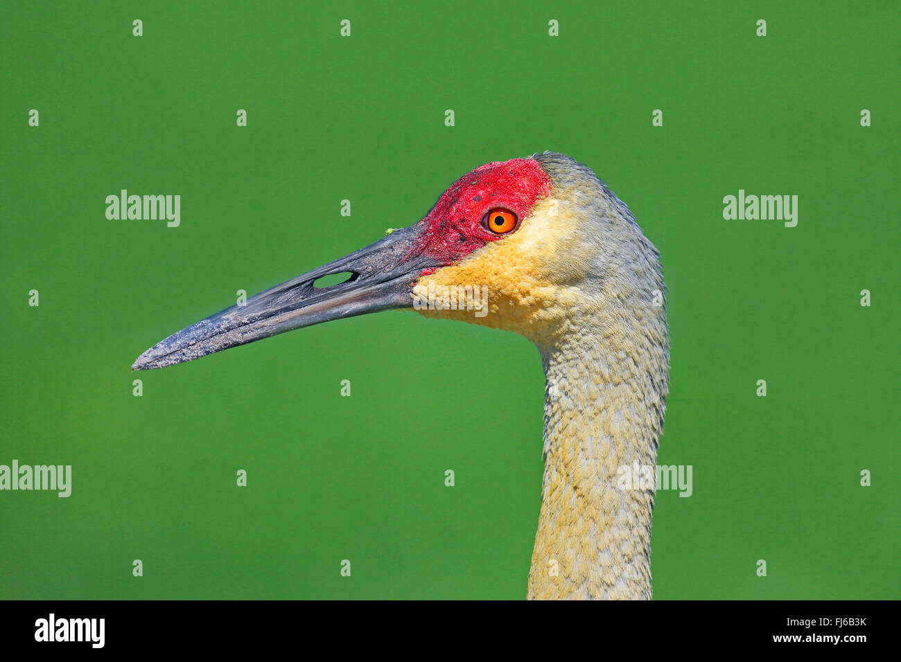 Sandhill Kran (Grus Canadensis), Porträt, USA, Florida, Kissimmee Stockfoto
