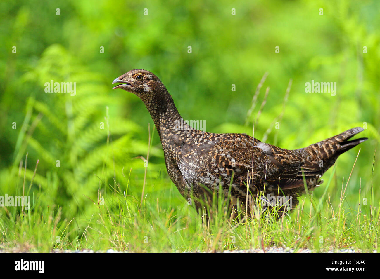 Blue Grouse (Dendragapus Obscurus), steht Frau am Straßenrand, Kanada, British Columbia, Vancouver Stockfoto