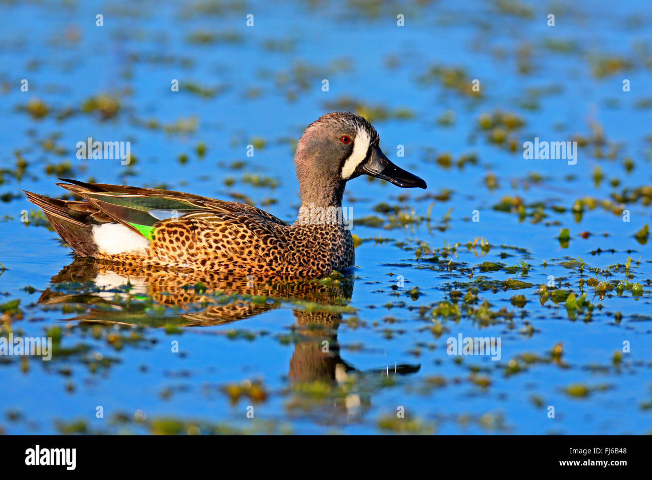 Blue-winged Krickente (Anas Discors), Drake, USA, Florida, Viera Feuchtgebiete schwimmen Stockfoto